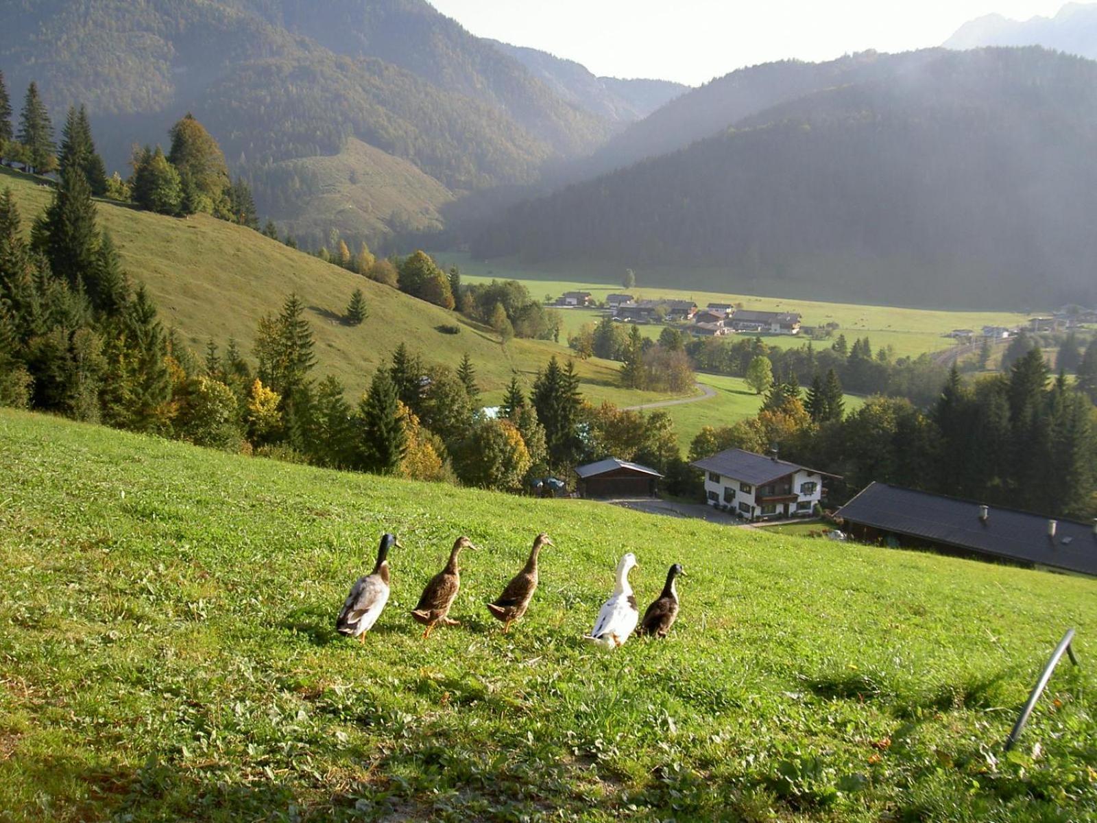 Ferienhof Obertenn Hochfilzen Zewnętrze zdjęcie